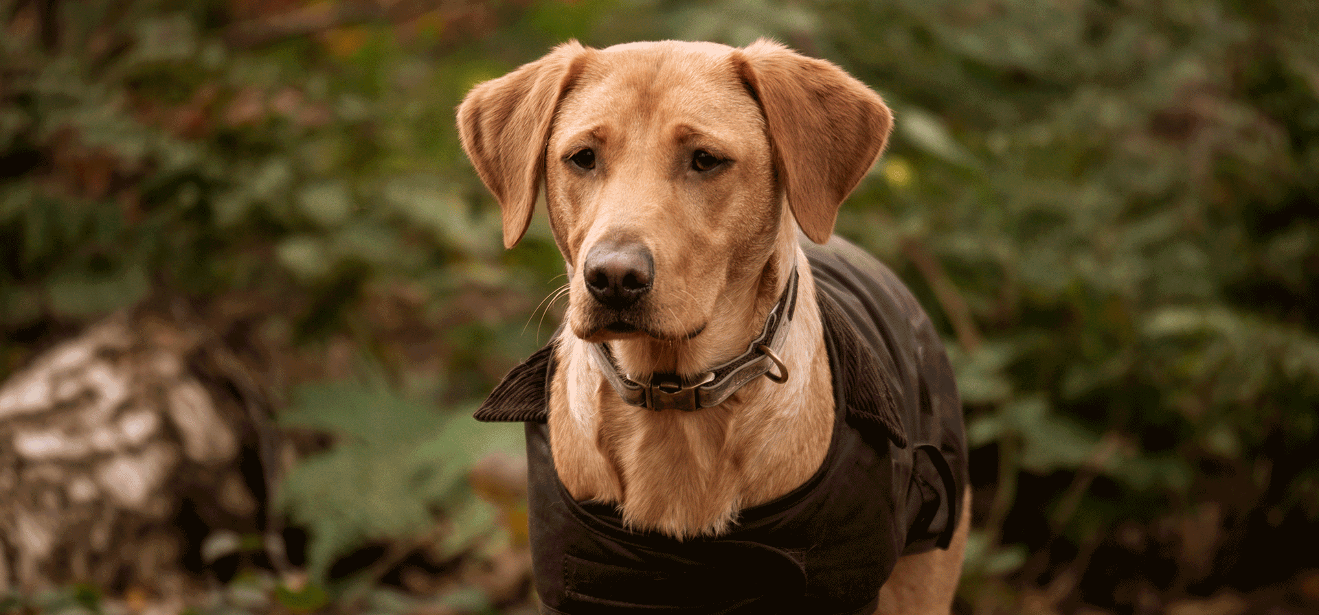 barbour dog coat navy